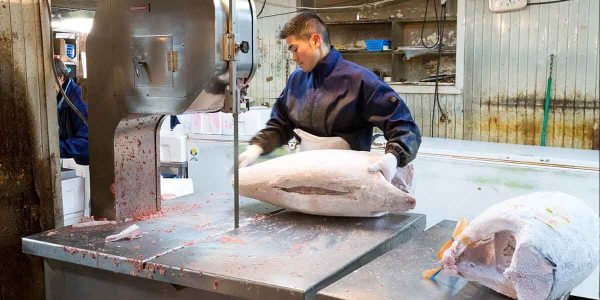 cutting frozen tuna in tsukiji market