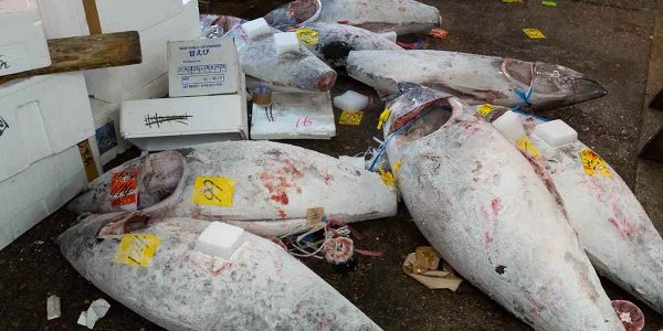 frozen tuna on the floor at tsukiji market