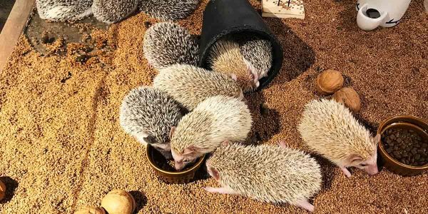 hedge hog cafe tokyo